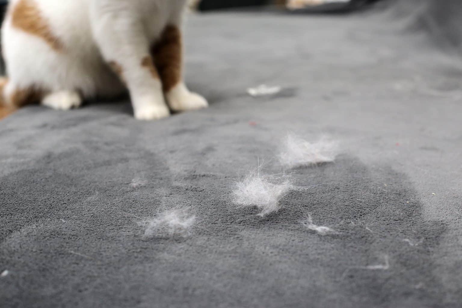 How to Remove Pet Fur Off Clothes and Furniture - PD Insurance