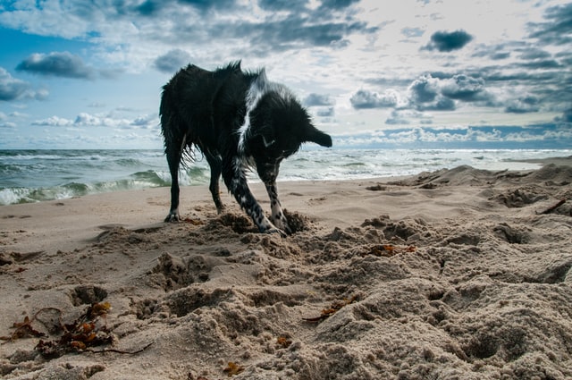 a dog plays on the beach but sand impaction could be a hazard to its safety