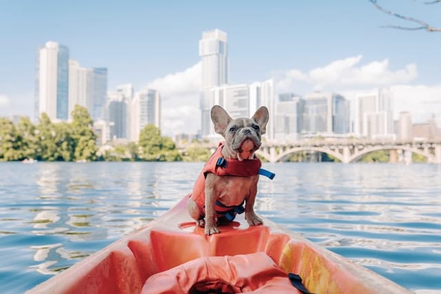 a dog wears a life jacket for safety while sitting on a boat on a trip to visit various Sydney beaches with its owner