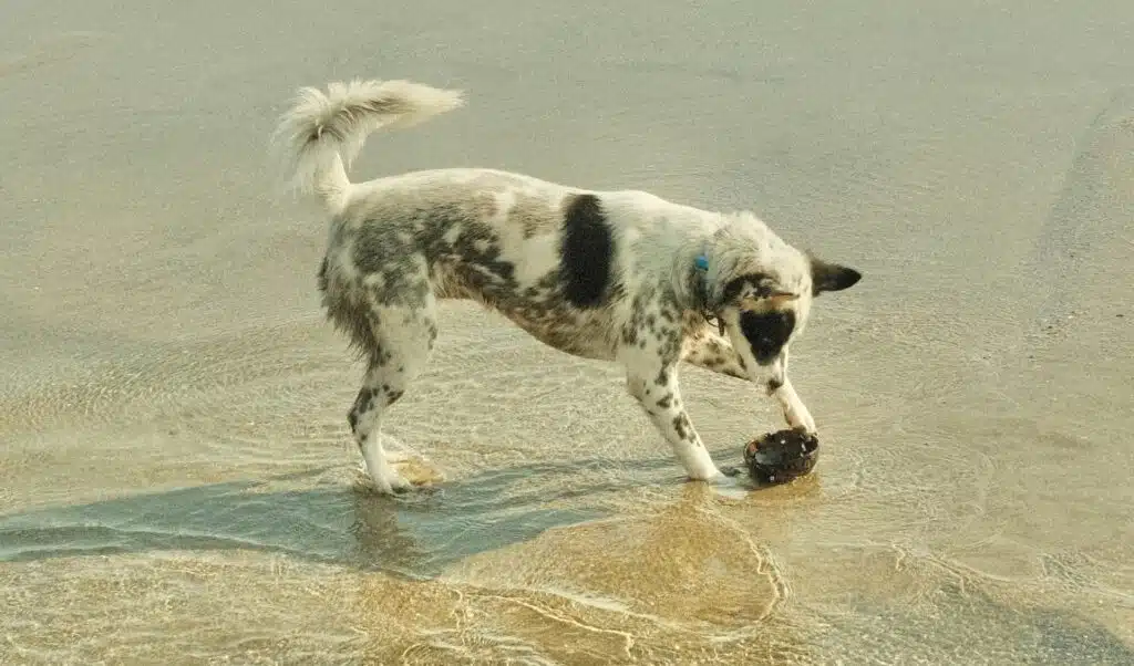 a dog paws at some lost item on the beach