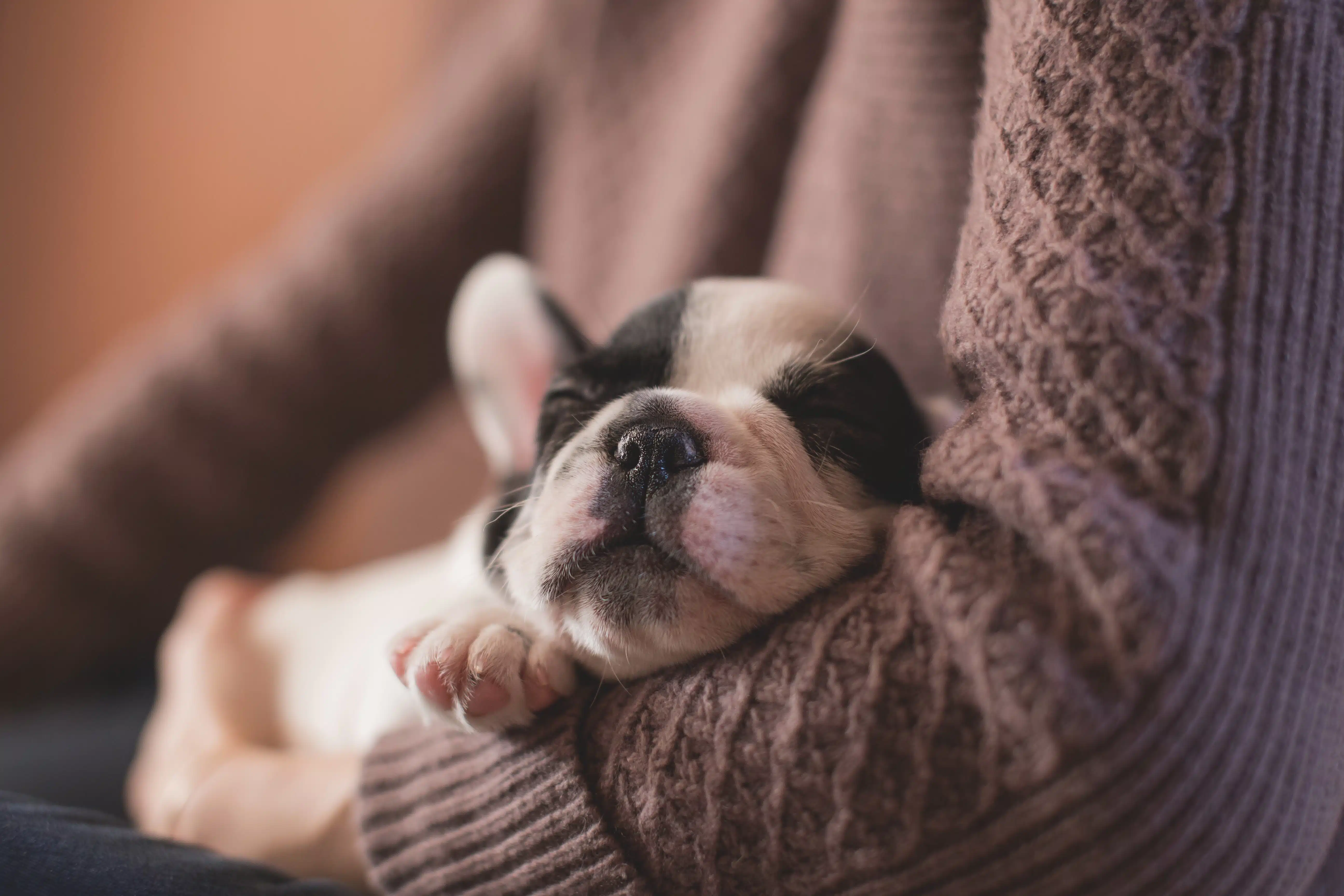 this black and white puppy in mum's arms wonders 'is pet insurance worth it', 'do I really need pet insurance'