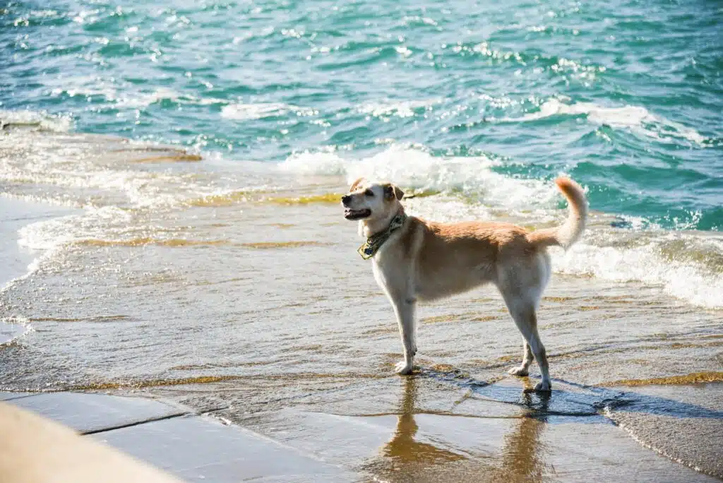 A dog gets ready to go swimming at a dog-friendly beach.