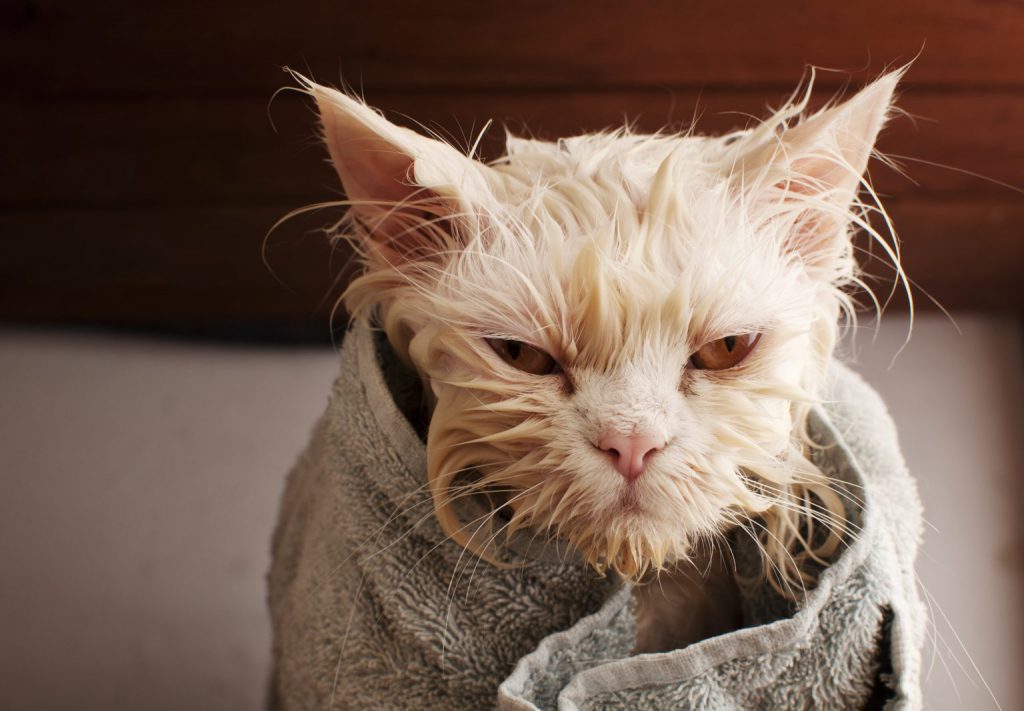 No, Don’t Bath a Cat (and When You Really Must) - PD Insurance