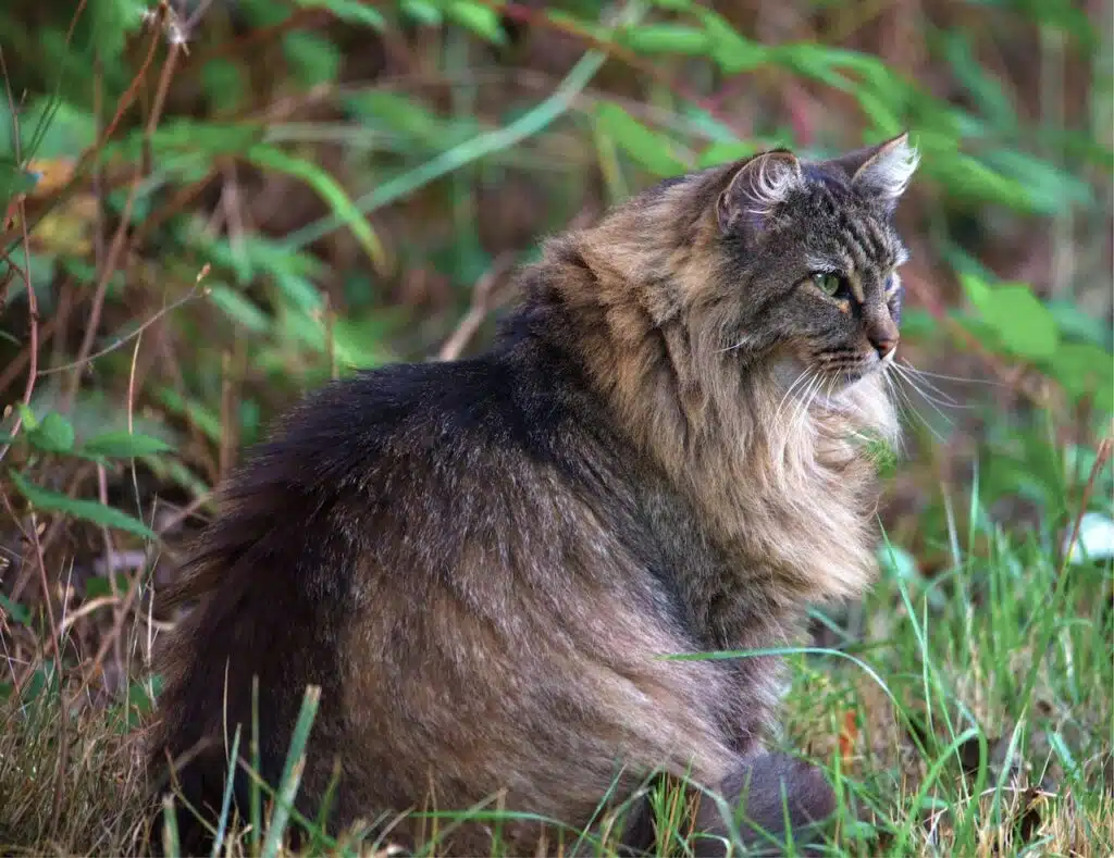With a well-muscled body, this Norwegian Forest feline is large and robust.