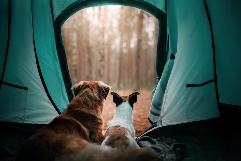 These dogs are thoroughly enjoying their pet friendly accommodation.