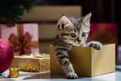 pets in christmas gift boxes - small tabby kitten