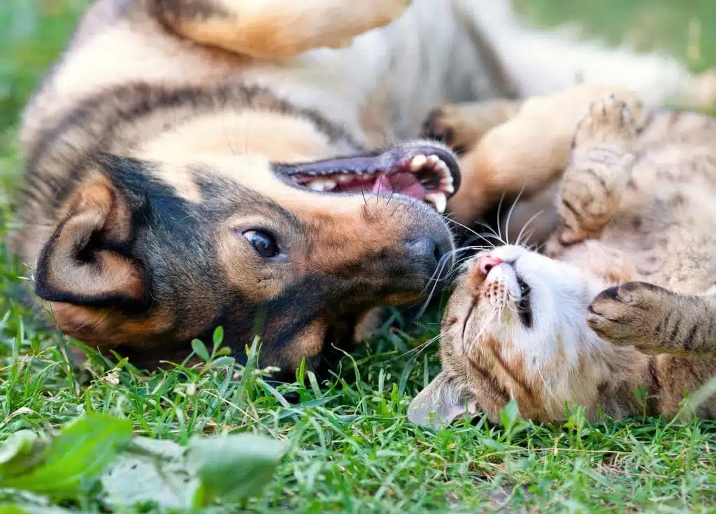 A dog and cat playing on grass