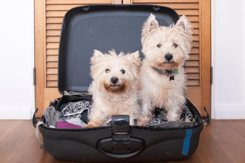 Separation Anxiety in Pets How to Help Them no.2