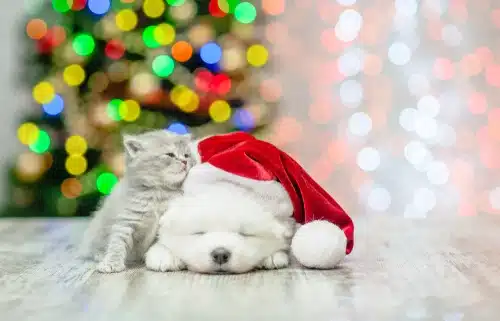 puppy in santa hat with kitten rubbing against him