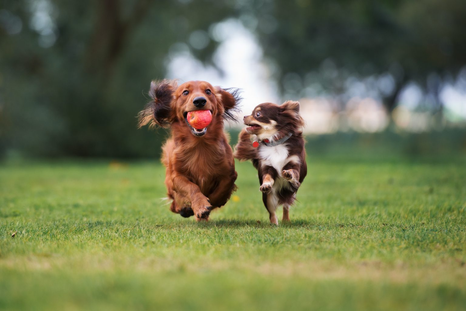 The Importance of Playtime for Dogs and Cats
