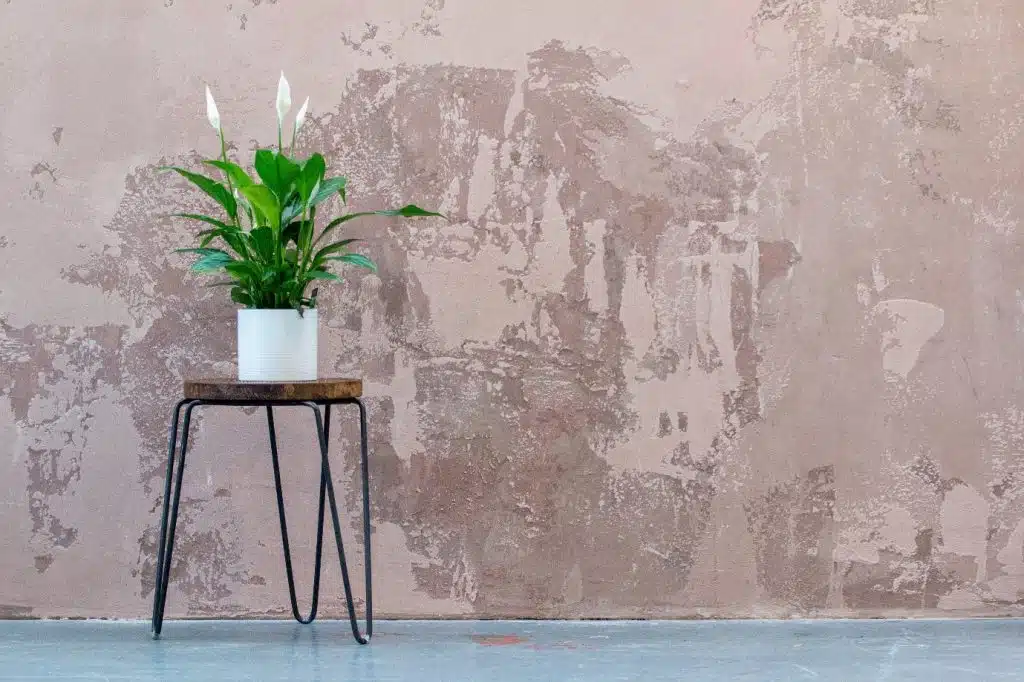 green house plant on small table