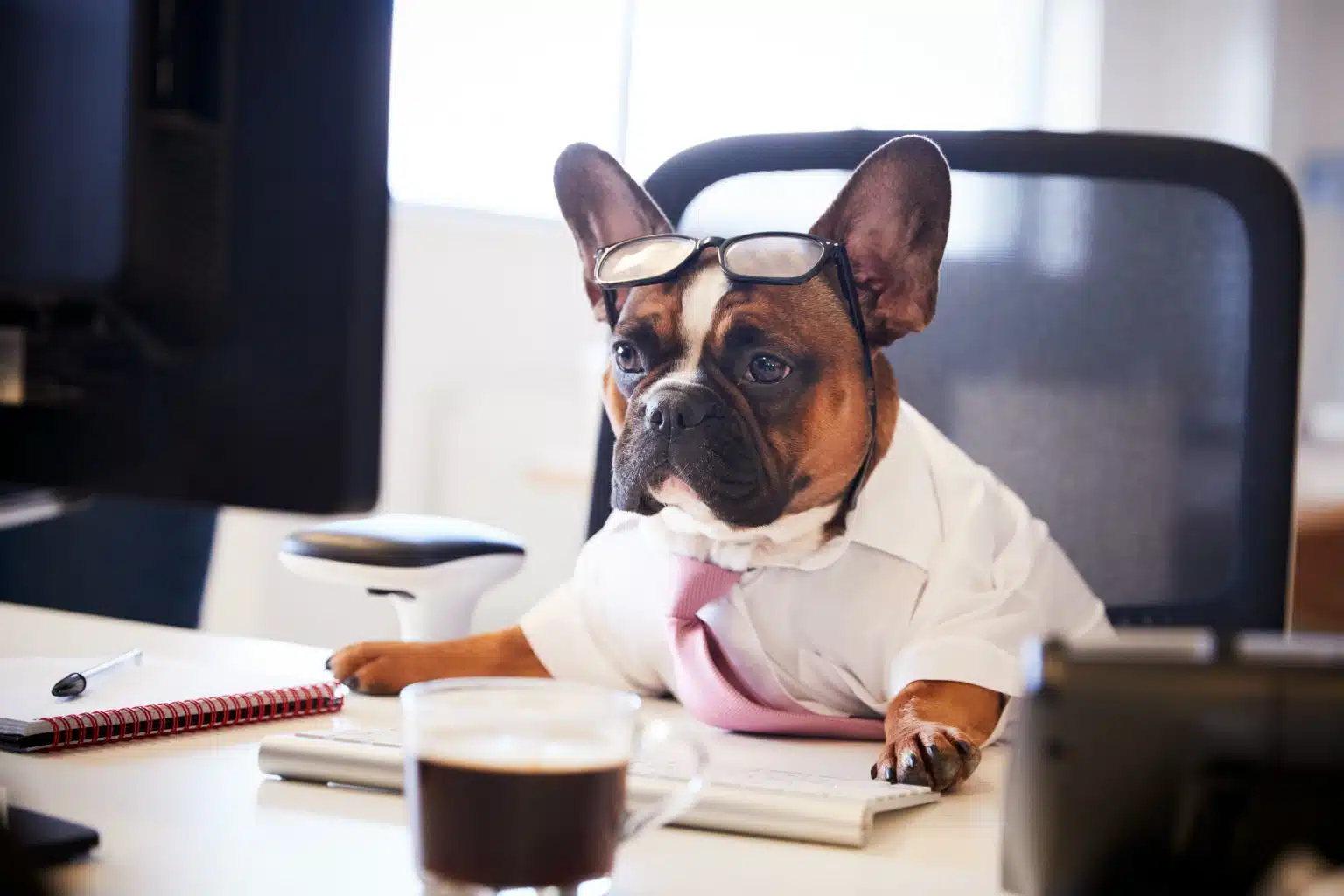 Tips For Taking Your Dog to Work - PD Insurance