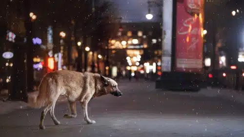 lost dog crossing street in city at night