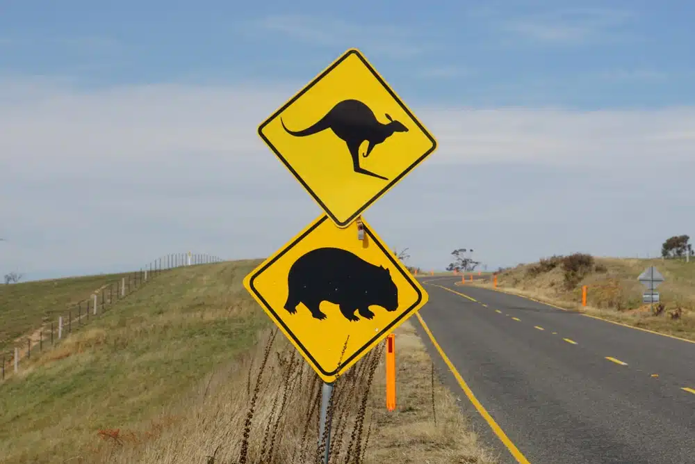 a sign warns about native wildlife on the road in Australia 