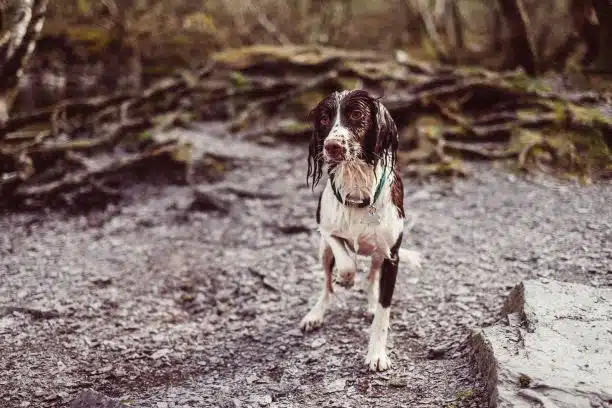 a lost pet who is very wet - from a flood?