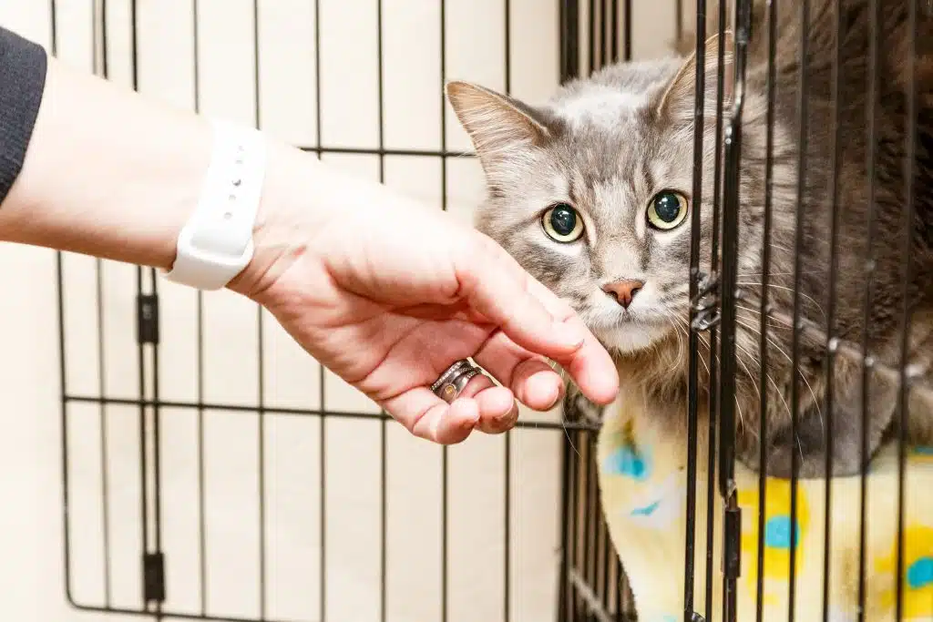 lost pet is in cage after being rescued