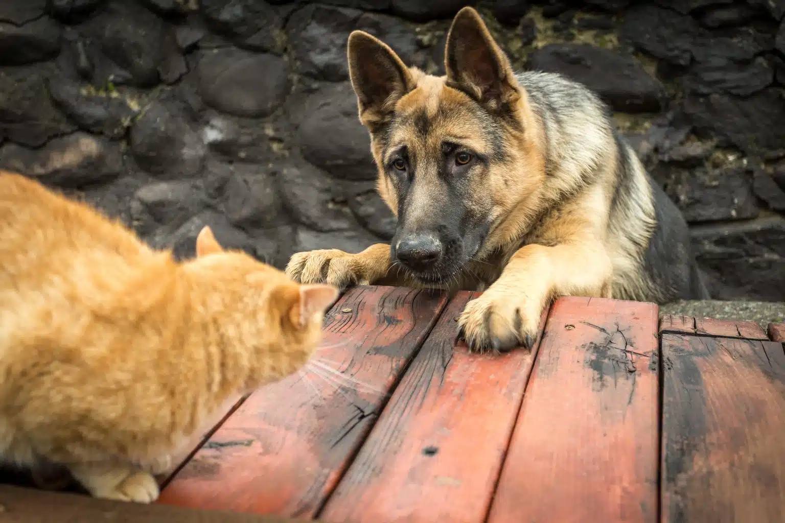 Why Dogs Chase Cats and How You Can Help - PD Insurance