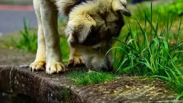 dog eating grass on the side of a road