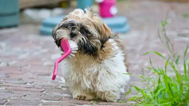 a dog chews on and eats a bit of a small broom