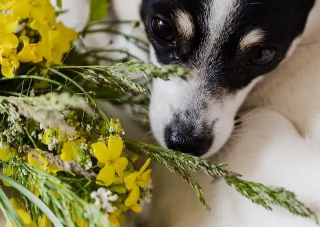 dog eating weeds, flowers and grass