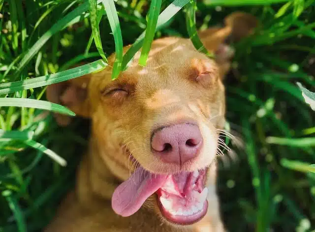 dog smiling up at the camera