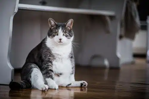overweight cat sitting on hard wooden floor