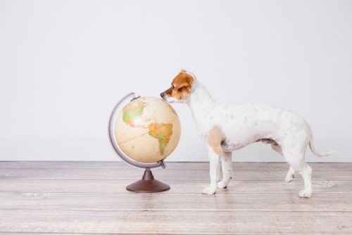 ethical Christmas gift guide for pets helps save the planet
