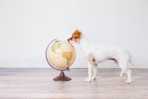 ethical Christmas gift guide for pets helps save the planet