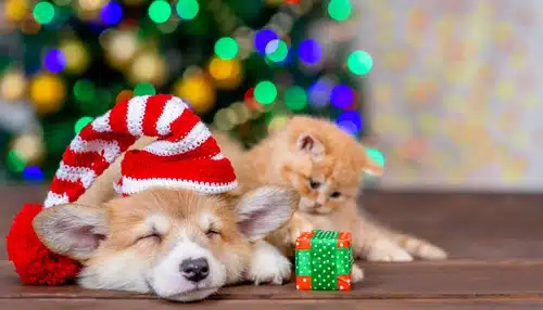 Ethical Christmas Gifts for Pets: Your Guide - PD Insurance