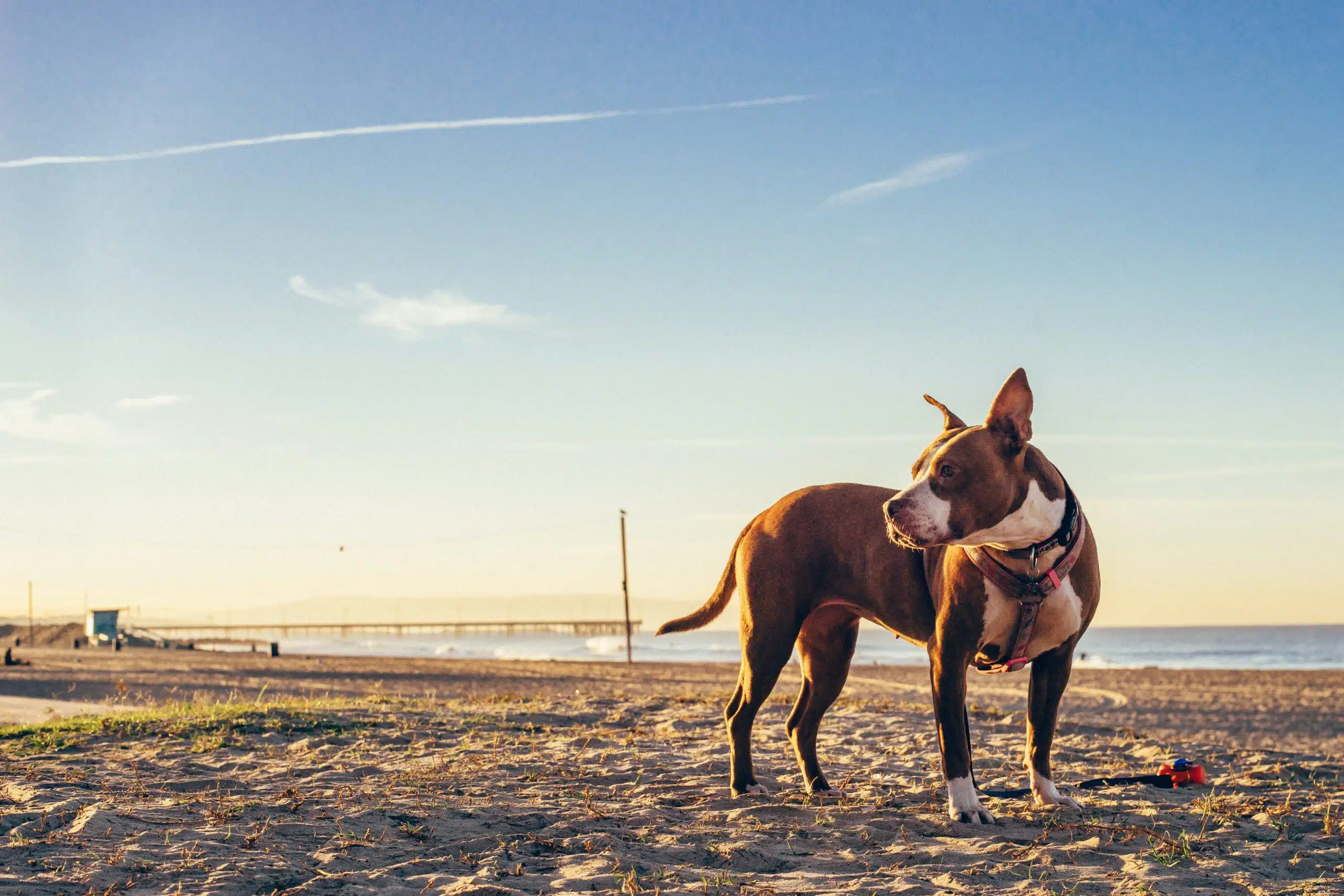 bull terrier dog on beach wonders how to keep pets safe in summer