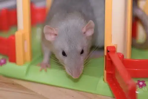 domesticated rat as pet in run