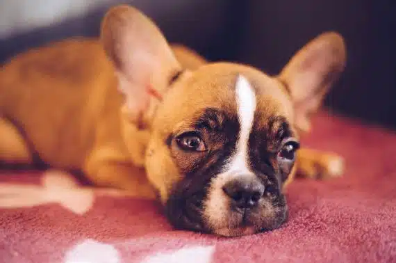Pet proofing for dogs is symbolised by this baby French Bulldog 