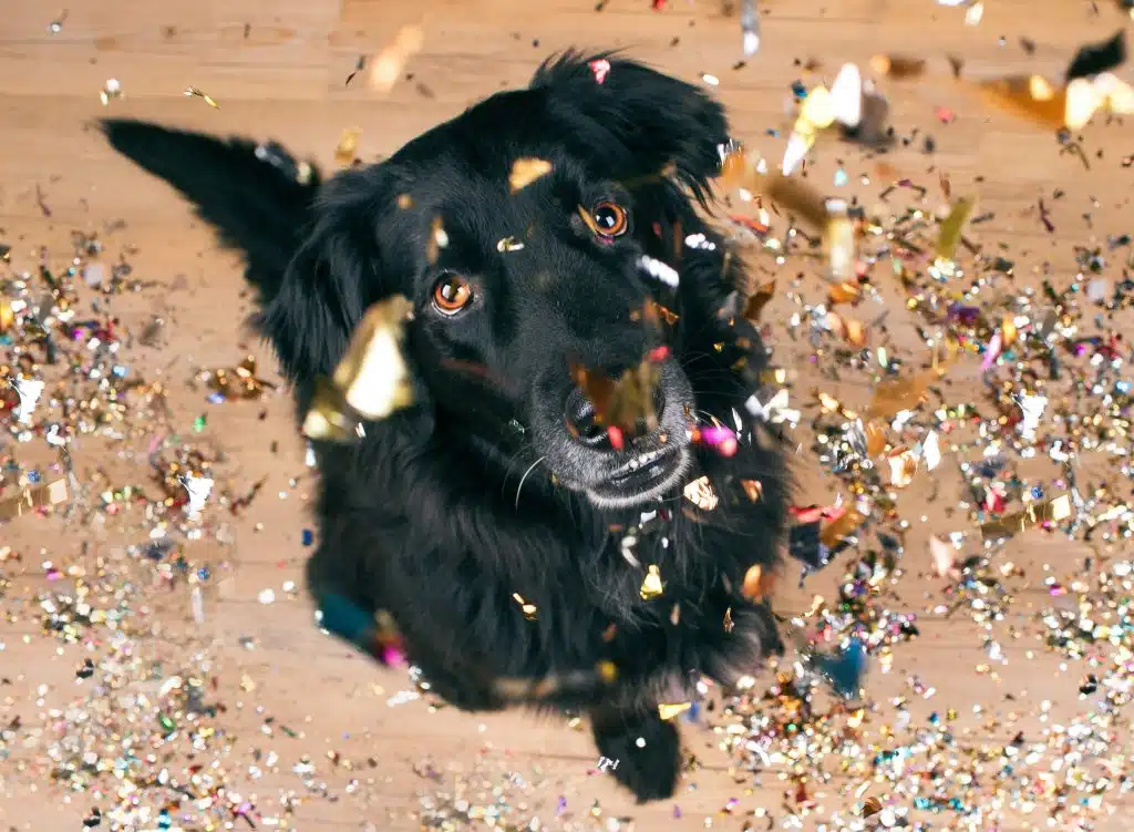 this pet's safety could be at risk from the fireworks debris, should he accidentally eat any of it