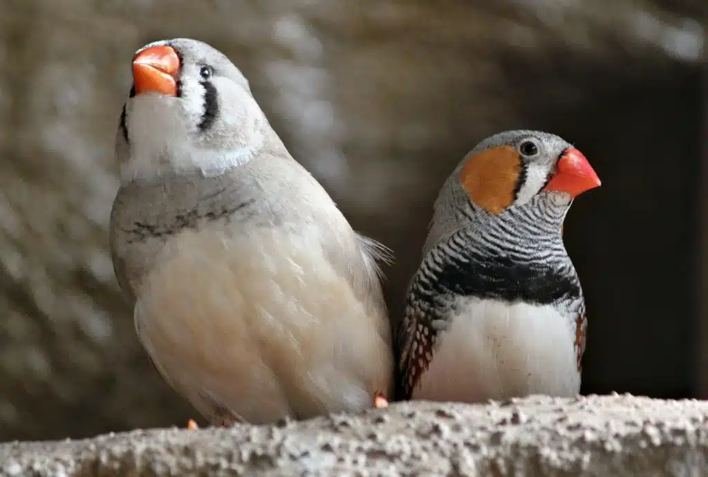 two finch birds