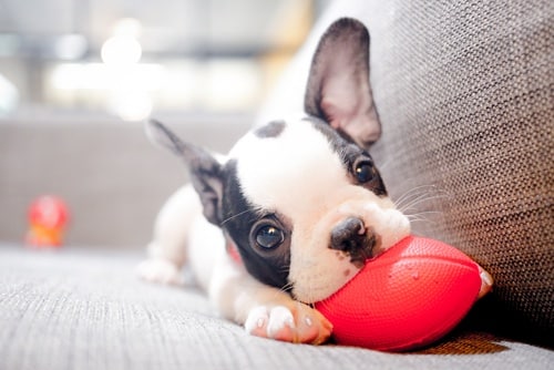 puppy for sale chewing on red ball