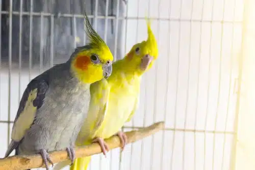 separation anxiety in birds can be troubling for everyone