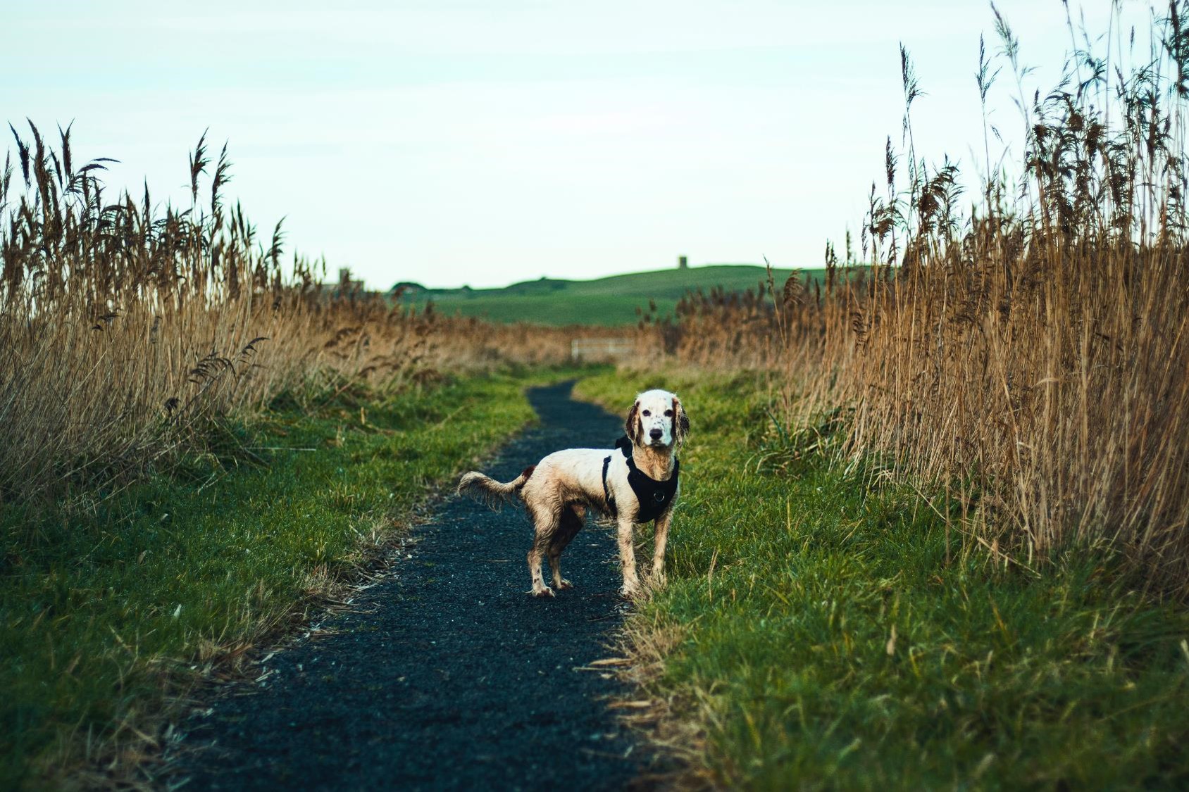 Someone Stole My Dog or Cat – What Can I Do? - PD Insurance