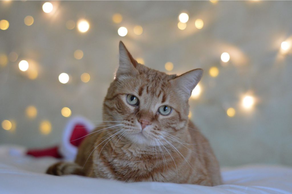 ginger cat against fairy light background with santa hat behind him