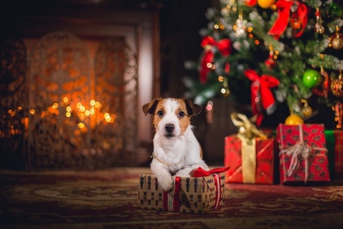 small dog in front of Christmas tree and fireplace with gifts