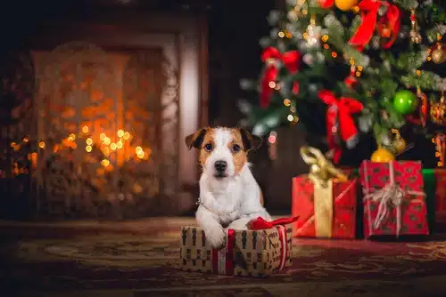 small dog in front of Christmas tree and fireplace with gifts