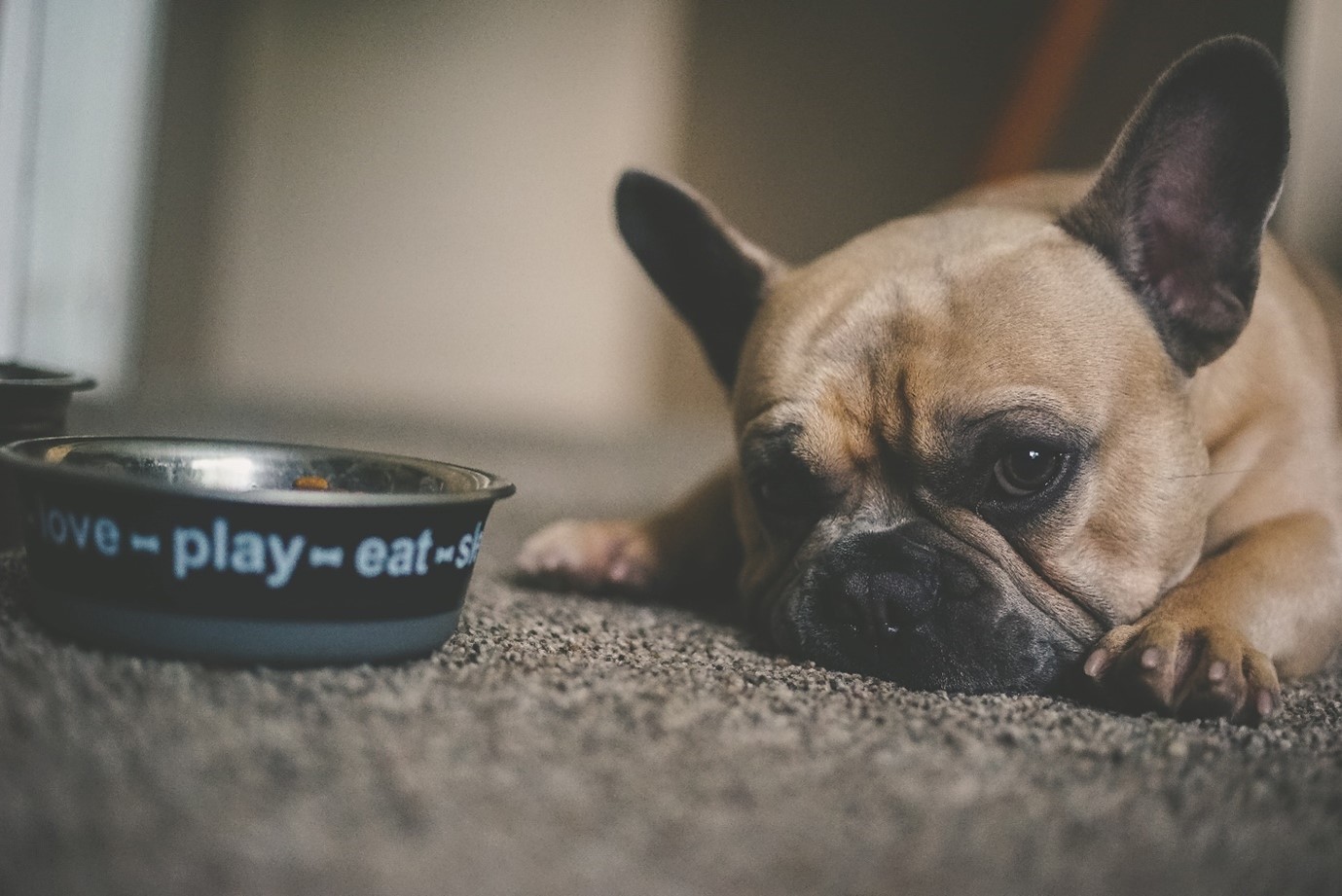 Pug lying on floor looking at bowl