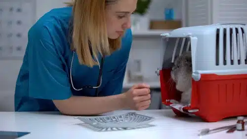 vet mental health is in crisis