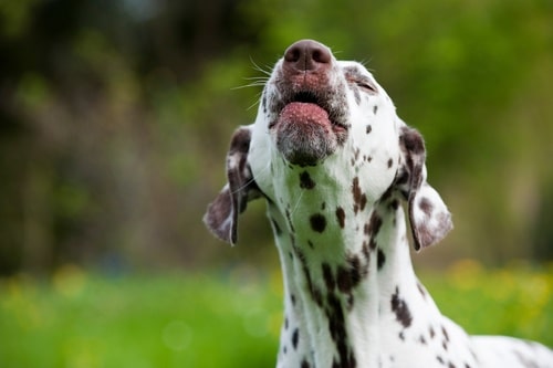 dalmatian dog barking
