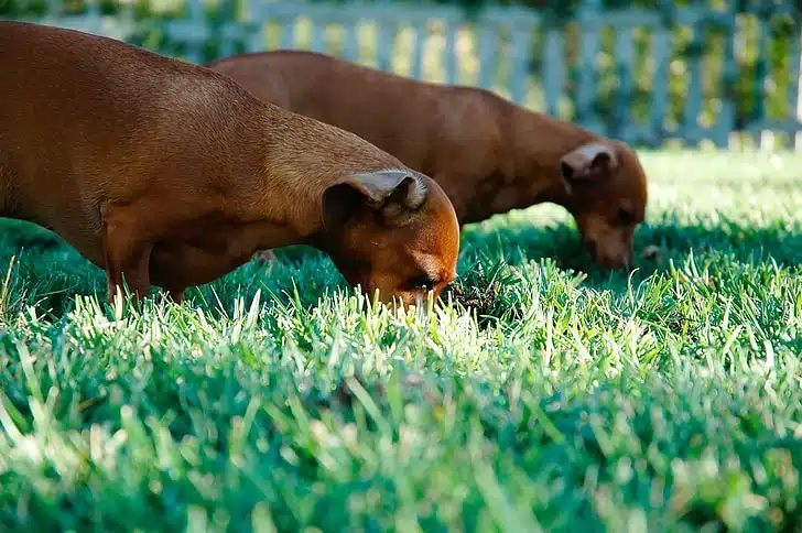 why dogs eat grass is a mystery to many