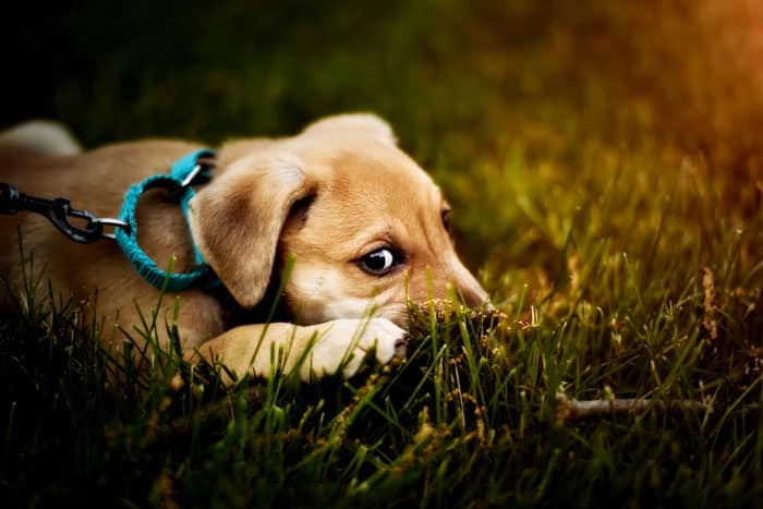 4 Age-appropriate Puppy Training Tips 