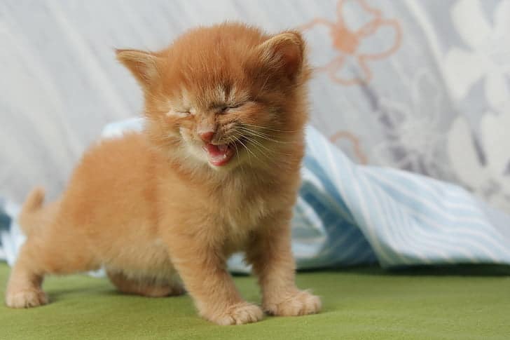 things new kitten parents need to know