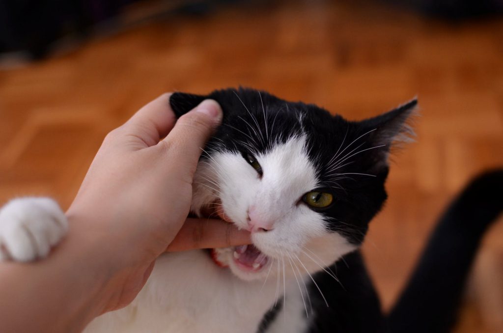 Plan your new kitten's diet