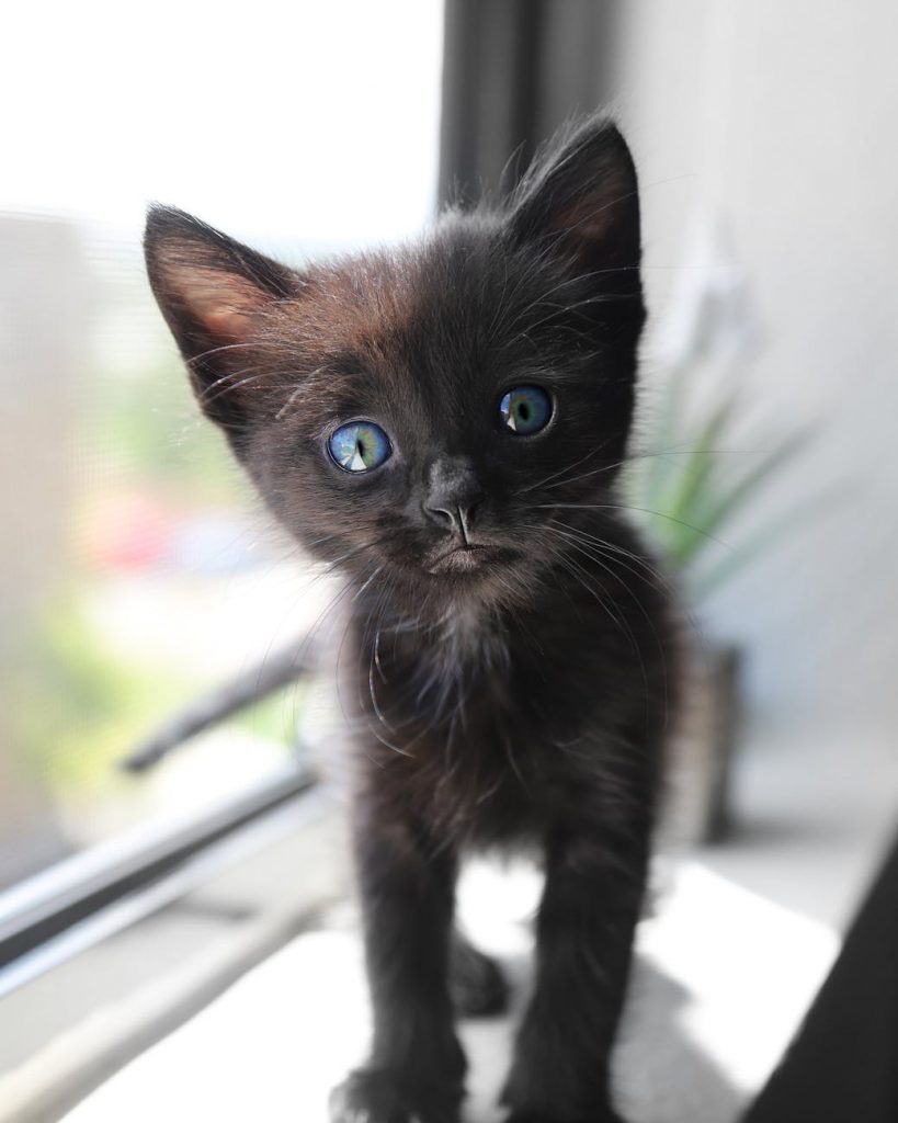 Schedule playtime with your new kitten