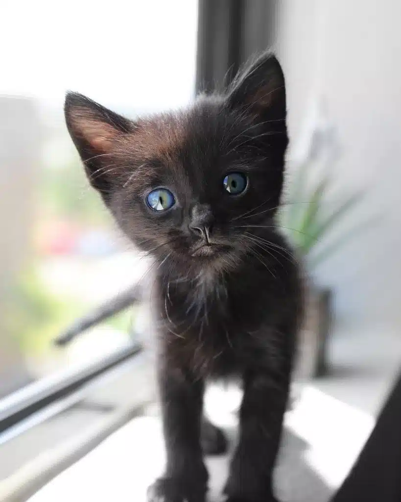Schedule playtime with your new kitten