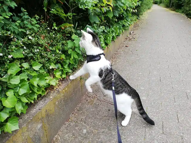 PD insurance: Be a great pet parent with lots of walks
